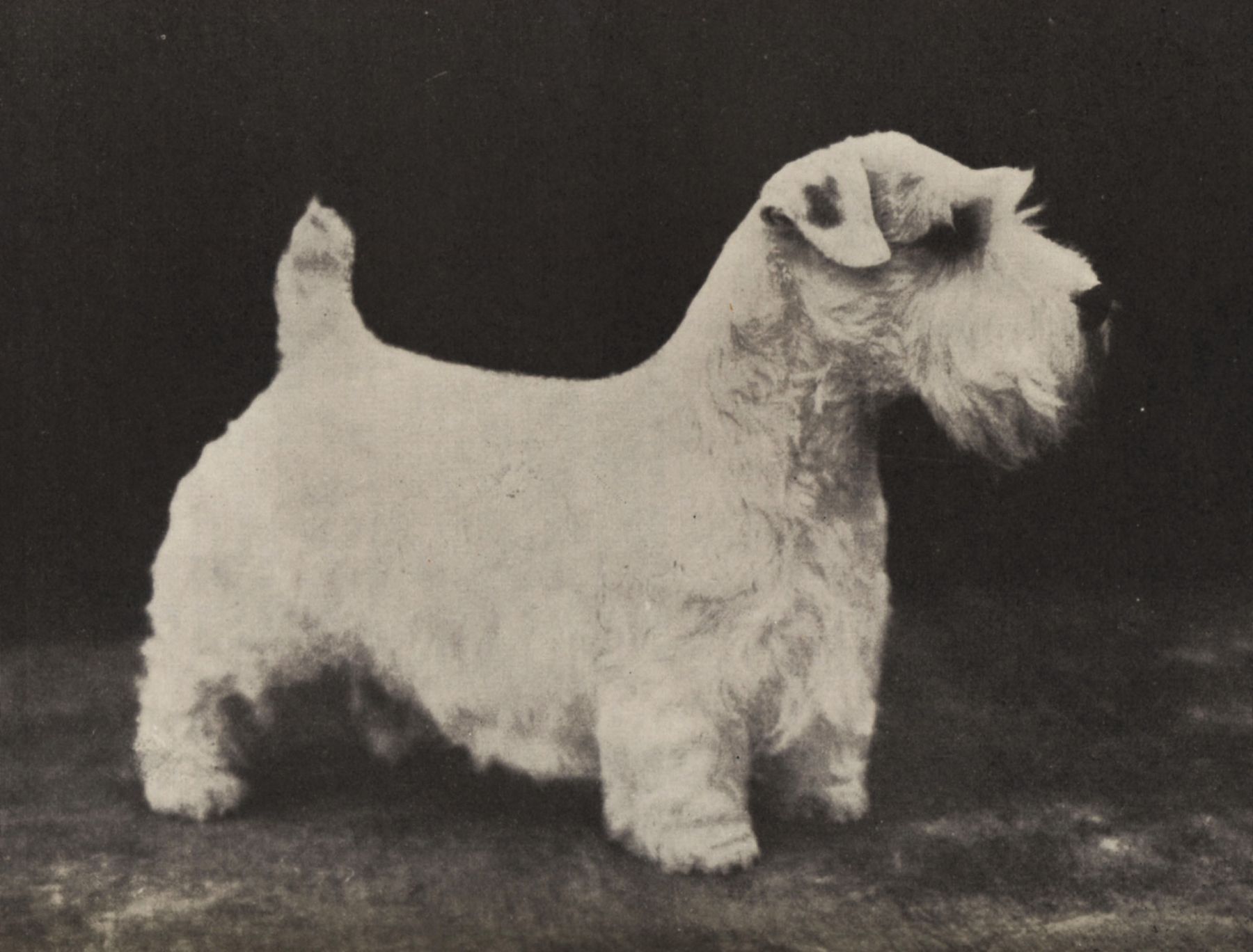 100 Years of Best in Show